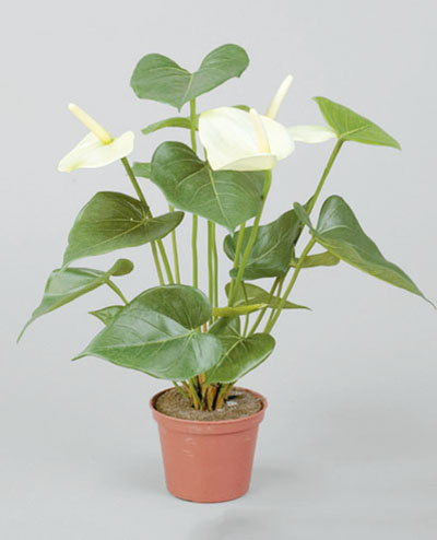 834-1-6 Anthurium 42cm